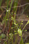 Seaside brookweed <BR>Water pimpernel